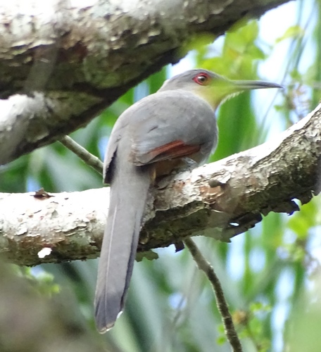 Hispaniolan Lizard Cuckoo (Coccyzus longirostris), photo 8