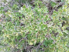 Quercus coccifera