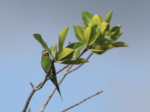 Blue-cheeked Bee-eater