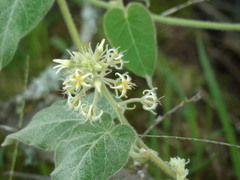 Philibertia tomentosa