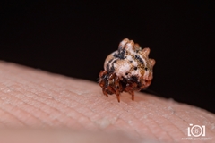 Phoroncidia americana