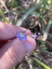 Diastatea