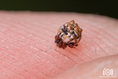 Phoroncidia americana