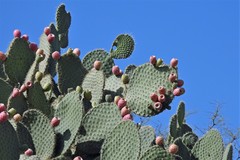 Opuntia leucotricha
