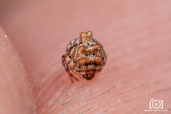 Phoroncidia americana