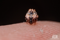 Phoroncidia americana