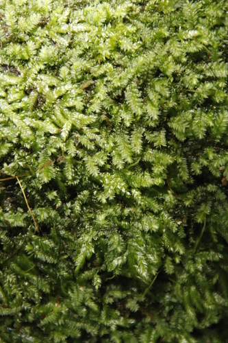 Racopilum capense observed 2022-03-11