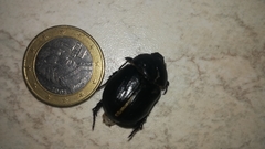 Pentodon bidens punctatus