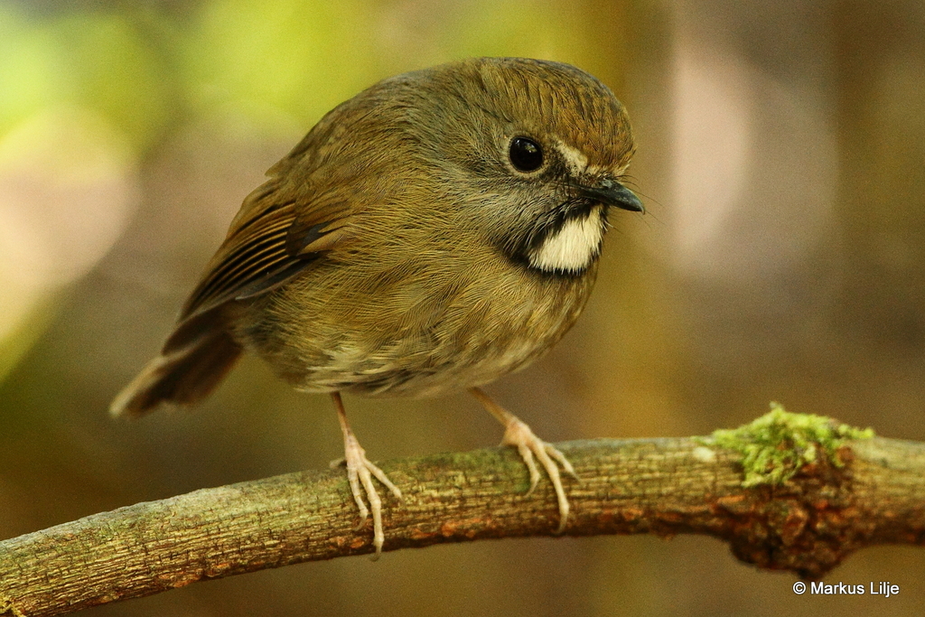 White-gorgeted Flycatcher photo