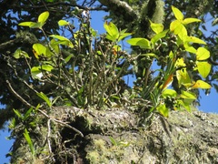 Dermatobotrys saundersii