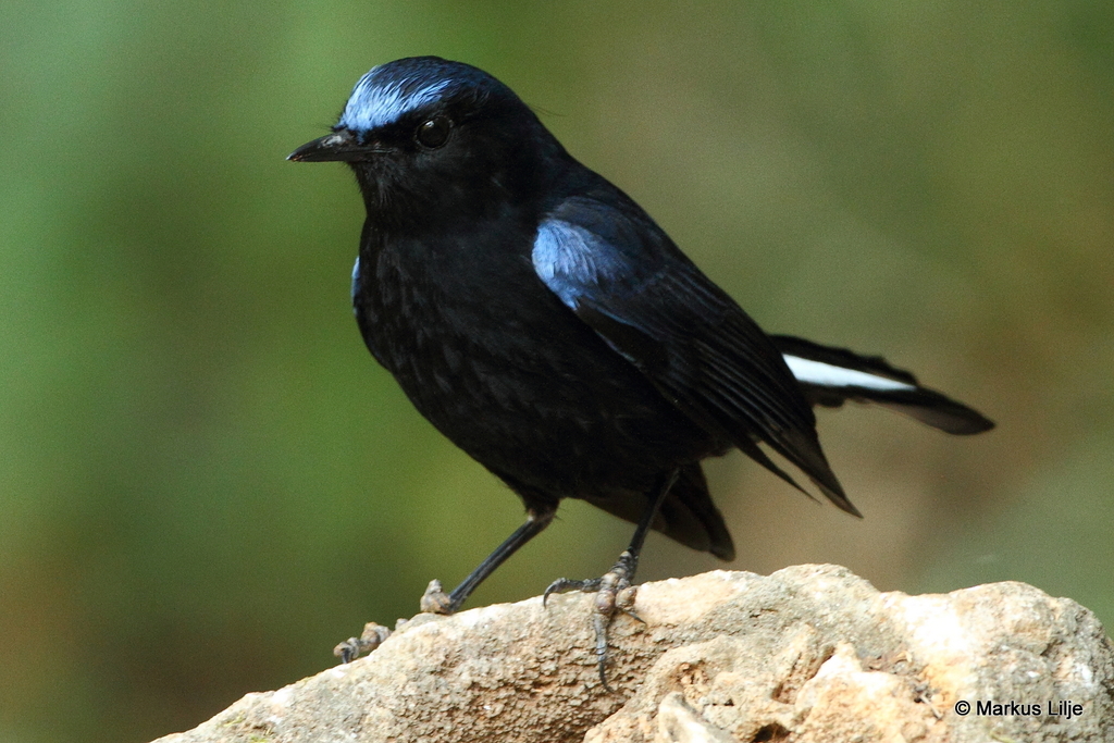 White-tailed Robin photo