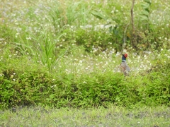 Phasianus colchicus formosanus