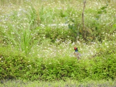 Phasianus colchicus formosanus