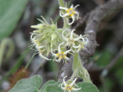 Philibertia tomentosa