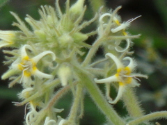 Philibertia tomentosa