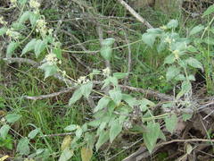 Philibertia tomentosa