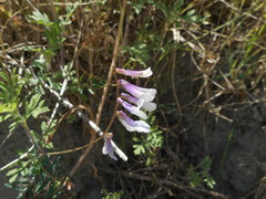 Vicia villosa pseudocracca