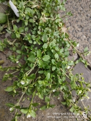 Stellaria media