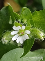 Stellaria media