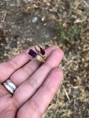 Clarkia purpurea