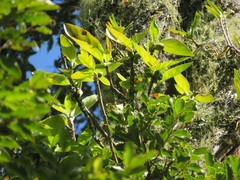 Dermatobotrys saundersii