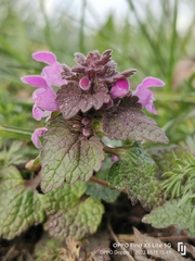 Lamium purpureum