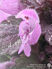 Lamium purpureum