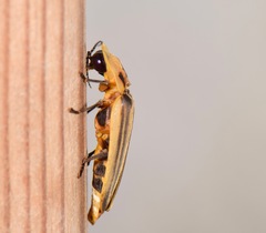 Cratomorphus signativentris