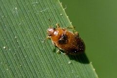 Coccidula scutellata