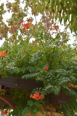 Campsis × tagliabuana