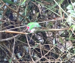 Todus angustirostris