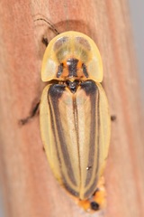 Cratomorphus signativentris