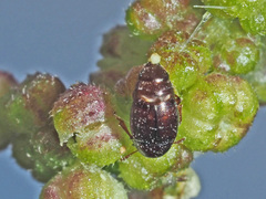 Brachypterus urticae