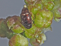 Brachypterus urticae