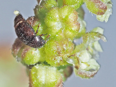 Brachypterus urticae