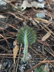 Dorstenia