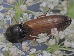 Agriotes ustulatus