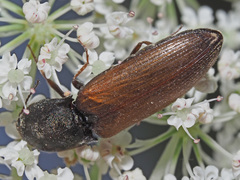 Agriotes ustulatus