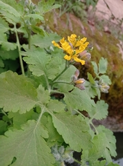 Chelidonium majus