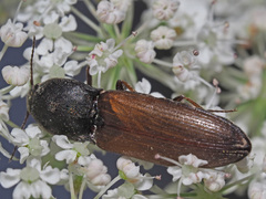 Agriotes ustulatus