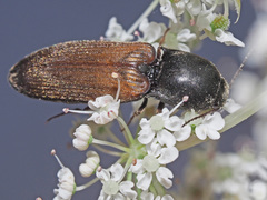 Agriotes ustulatus