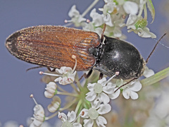 Agriotes ustulatus