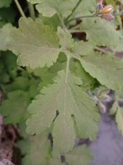 Chelidonium majus