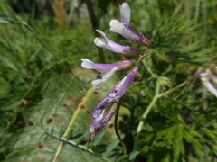 Vicia villosa pseudocracca