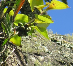 Dermatobotrys saundersii