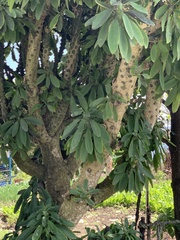 Euphorbia neriifolia