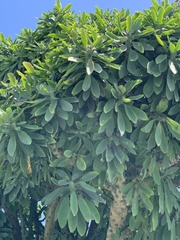 Euphorbia neriifolia