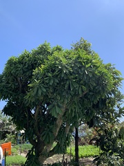 Euphorbia neriifolia