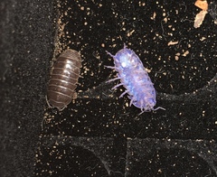 Armadillidium vulgare