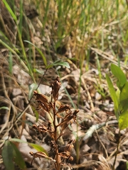 Habenaria floribunda